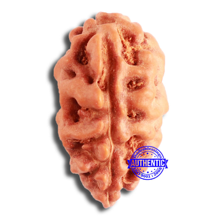 2 Mukhi Rudraksha from Indonesia - Bead No. 175