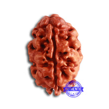 Load image into Gallery viewer, 2 Mukhi Rudraksha from Nepal - Bead No. 141
