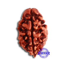 Load image into Gallery viewer, 2 Mukhi Rudraksha from Nepal - Bead No. 142
