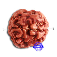 Load image into Gallery viewer, 2 Mukhi Rudraksha from Nepal - Bead No. 143

