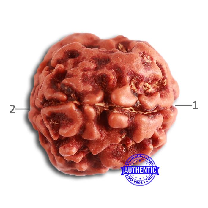 2 Mukhi Rudraksha from Nepal - Bead No. 143