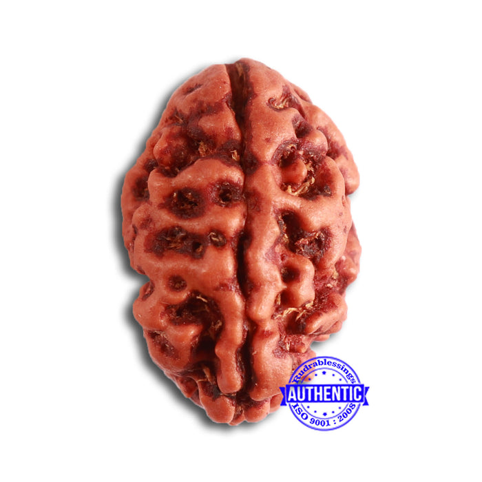 2 Mukhi Rudraksha from Nepal - Bead No. 143