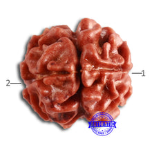 Load image into Gallery viewer, 2 Mukhi Rudraksha from Nepal - Bead No. 144
