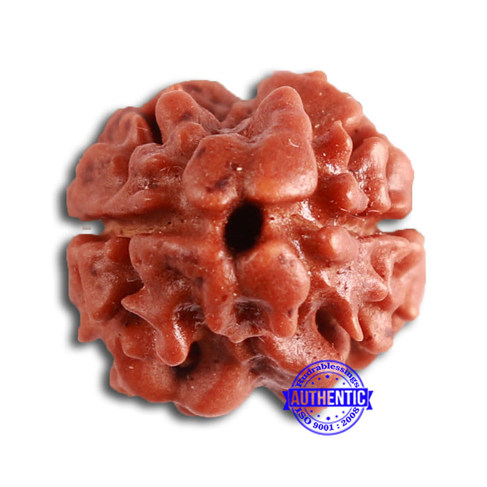2 Mukhi Rudraksha from Nepal - Bead No. 144