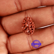 Load image into Gallery viewer, 2 Mukhi Rudraksha from Nepal - Bead No. 144
