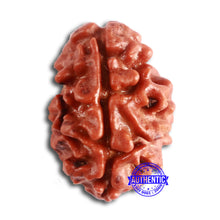 Load image into Gallery viewer, 2 Mukhi Rudraksha from Nepal - Bead No. 144
