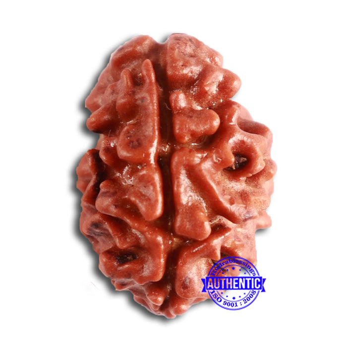 2 Mukhi Rudraksha from Nepal - Bead No. 144