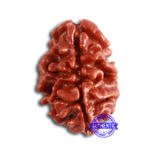 Load image into Gallery viewer, 2 Mukhi Rudraksha from Nepal - Bead No. 144
