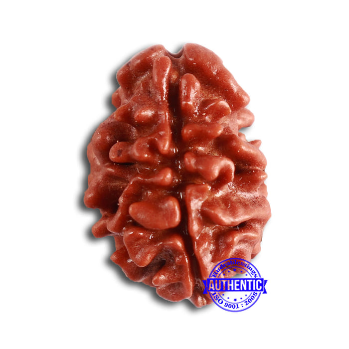 2 Mukhi Rudraksha from Nepal - Bead No. 144