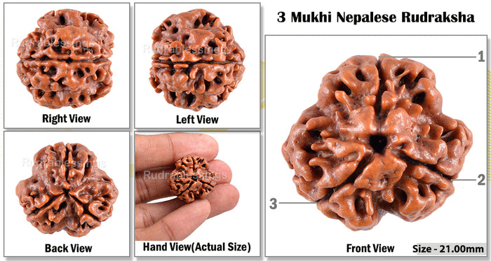 3 Mukhi Rudraksha from Nepal - Bead No. 29 (Giant Size)