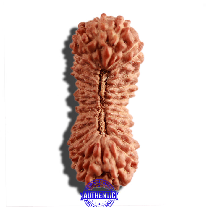 30 Mukhi Rudraksha from Indonesia