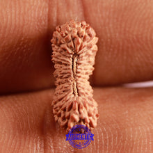 Load image into Gallery viewer, 30 Mukhi Rudraksha from Indonesia

