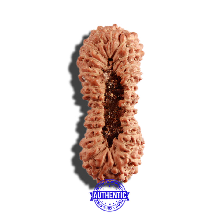 30 Mukhi Rudraksha from Indonesia