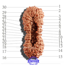 Load image into Gallery viewer, 30 Mukhi Rudraksha from Indonesia
