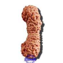 Load image into Gallery viewer, 30 Mukhi Rudraksha from Indonesia
