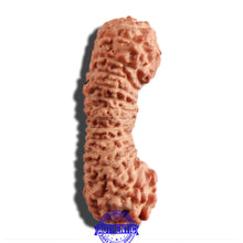 Load image into Gallery viewer, 30 Mukhi Rudraksha from Indonesia
