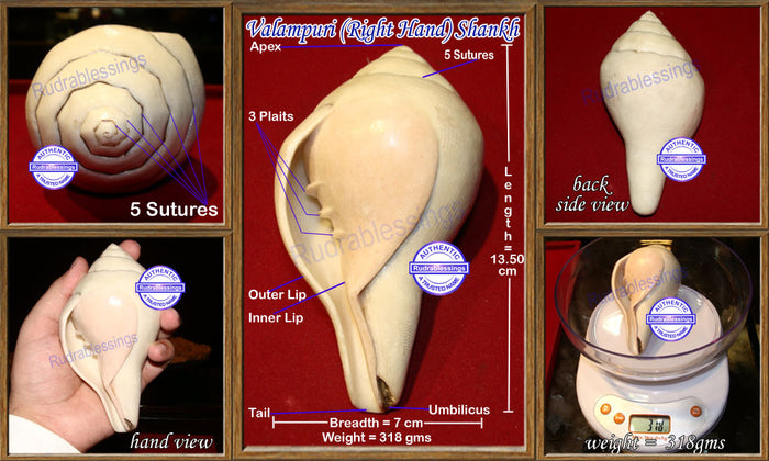 Valampuri Shankh - 318 gms