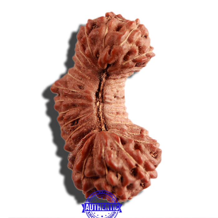 31 Mukhi Rudraksha from Indonesia