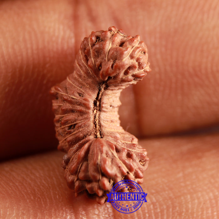31 Mukhi Rudraksha from Indonesia