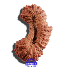 Load image into Gallery viewer, 31 Mukhi Rudraksha from Indonesia

