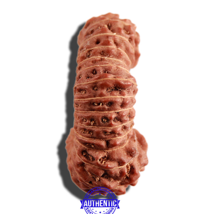 31 Mukhi Rudraksha from Indonesia