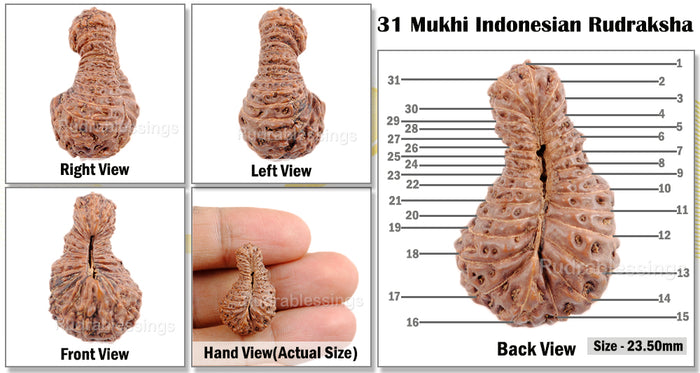 31 Mukhi Rudraksha from Indonesia