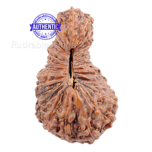 31 Mukhi Rudraksha from Indonesia