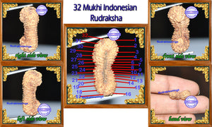 32 Mukhi Rudraksha from Indonesia