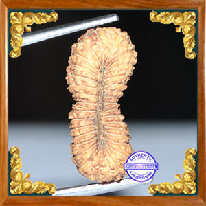 32 Mukhi Rudraksha from Indonesia