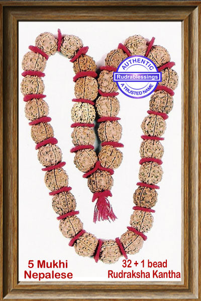 5 Mukhi Rudraksha Kantha - (32 + 1 beads - Nepalese)