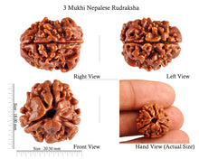 Load image into Gallery viewer, 3 Mukhi Rudraksha from Nepal - Bead No. 62 (Giant size)
