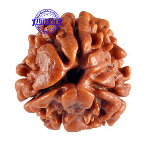 3 Mukhi Rudraksha from Nepal - Bead No. 62 (Giant size)