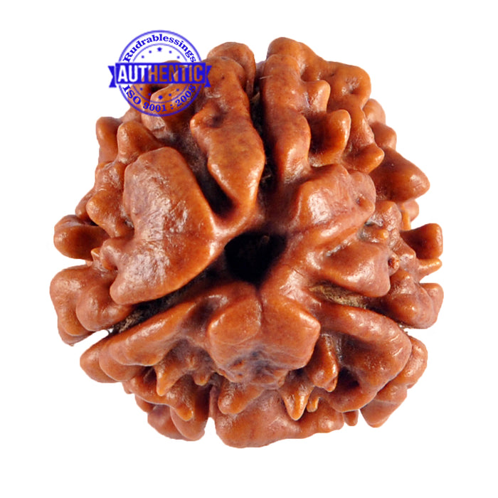3 Mukhi Rudraksha from Nepal - Bead No. 62 (Giant size)