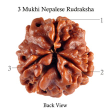 Load image into Gallery viewer, 3 Mukhi Rudraksha from Nepal - Bead No. 62 (Giant size)
