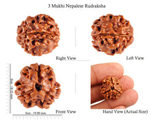 Load image into Gallery viewer, 3 Mukhi Rudraksha from Nepal - Bead No. 63
