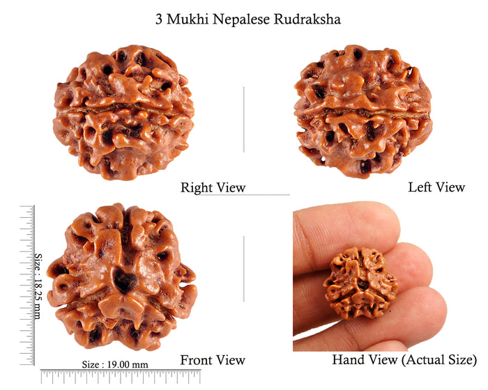 3 Mukhi Rudraksha from Nepal - Bead No. 63