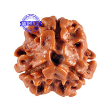 Load image into Gallery viewer, 3 Mukhi Rudraksha from Nepal - Bead No. 63
