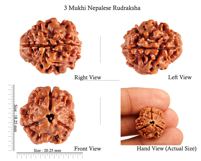 3 Mukhi Rudraksha from Nepal - Bead No. 75 (Giant Size)