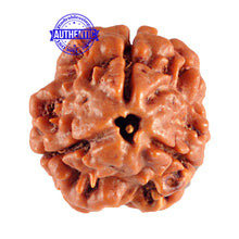 Load image into Gallery viewer, 3 Mukhi Rudraksha from Nepal - Bead No. 75 (Giant Size)
