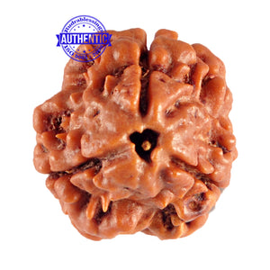 3 Mukhi Rudraksha from Nepal - Bead No. 75 (Giant Size)