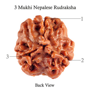 3 Mukhi Rudraksha from Nepal - Bead No. 75 (Giant Size)