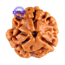 Load image into Gallery viewer, 3 Mukhi Rudraksha from Nepal - Bead No. 76 (Giant Size)

