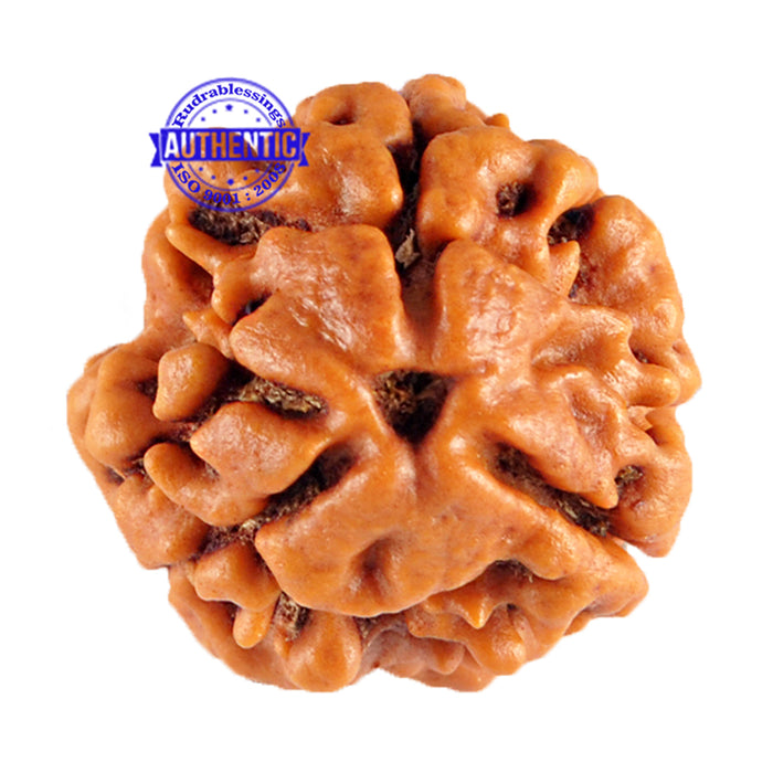 3 Mukhi Rudraksha from Nepal - Bead No. 76 (Giant Size)