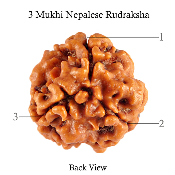 3 Mukhi Rudraksha from Nepal - Bead No. 76 (Giant Size)