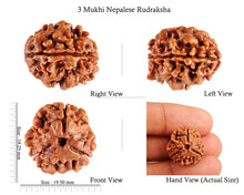 Load image into Gallery viewer, 3 Mukhi Rudraksha from Nepal - Bead No. 77 (Giant Size)
