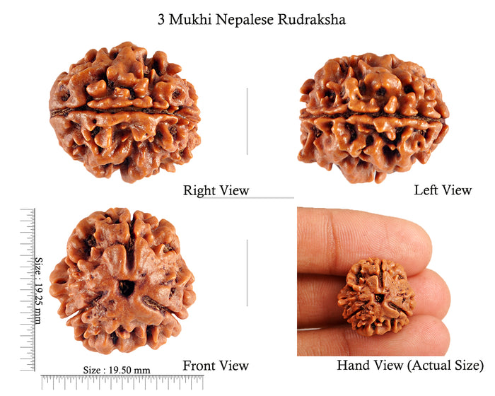 3 Mukhi Rudraksha from Nepal - Bead No. 77 (Giant Size)