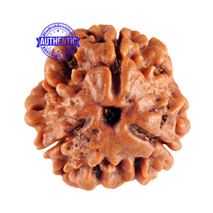 3 Mukhi Rudraksha from Nepal - Bead No. 77 (Giant Size)