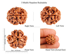 Load image into Gallery viewer, 3 Mukhi Rudraksha from Nepal - Bead No. 78 (Giant Size)
