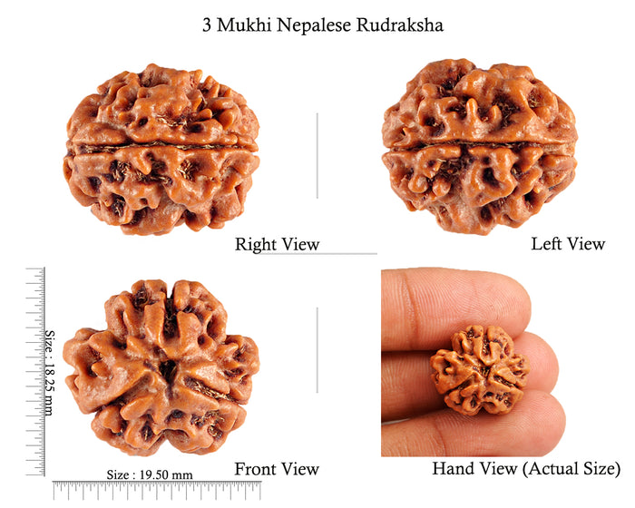 3 Mukhi Rudraksha from Nepal - Bead No. 78 (Giant Size)