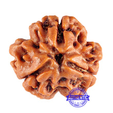 Load image into Gallery viewer, 3 Mukhi Rudraksha from Nepal - Bead No. 78 (Giant Size)
